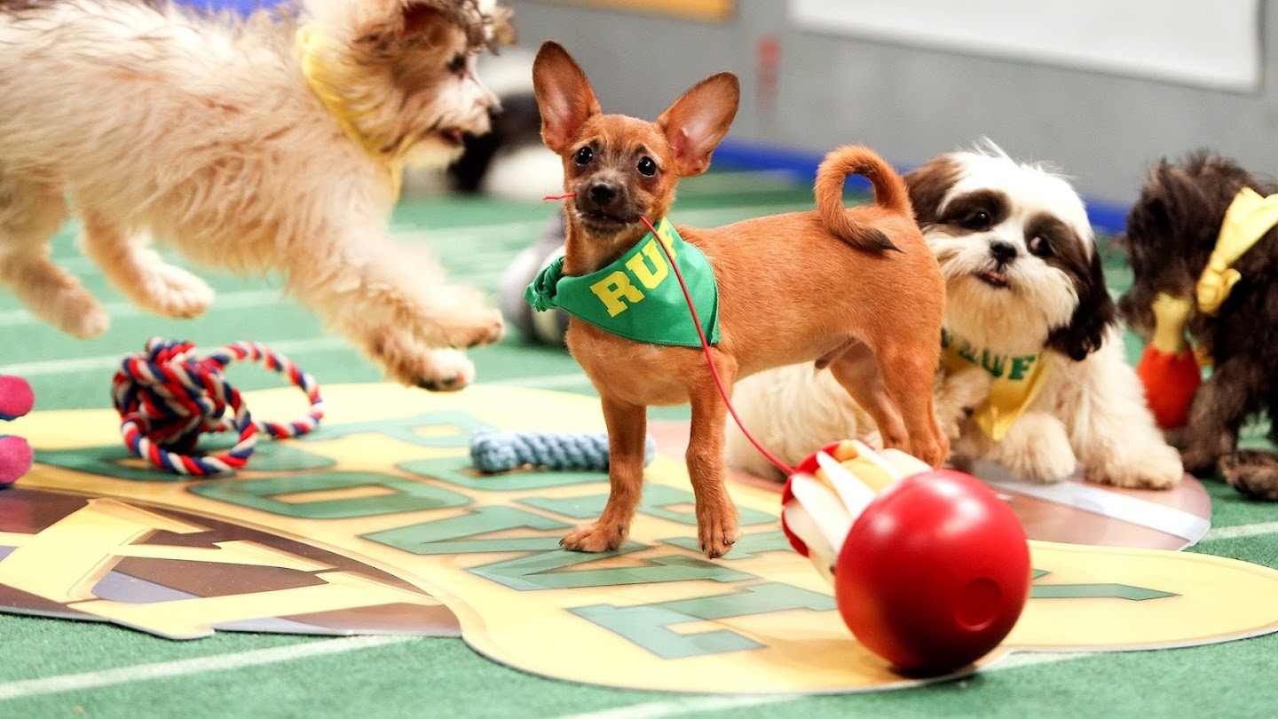 Puppy Bowl XII