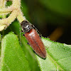 Click Beetle