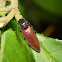 Click Beetle