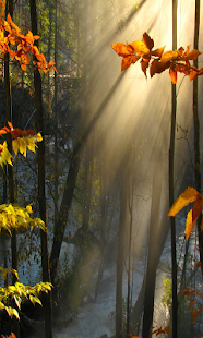 Autumn Live Wallpaper(圖4)-速報App