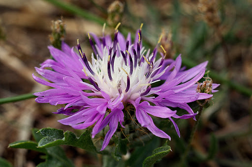 Centaurea corcubionensis