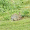 Eastern cottontail