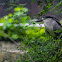 Black-crowned night heron