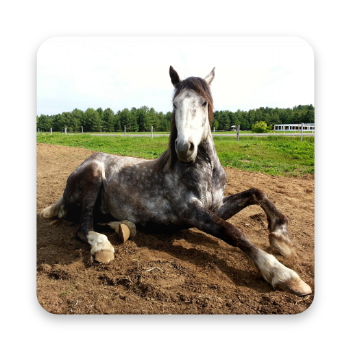 Beautiful Horse Wallpapers