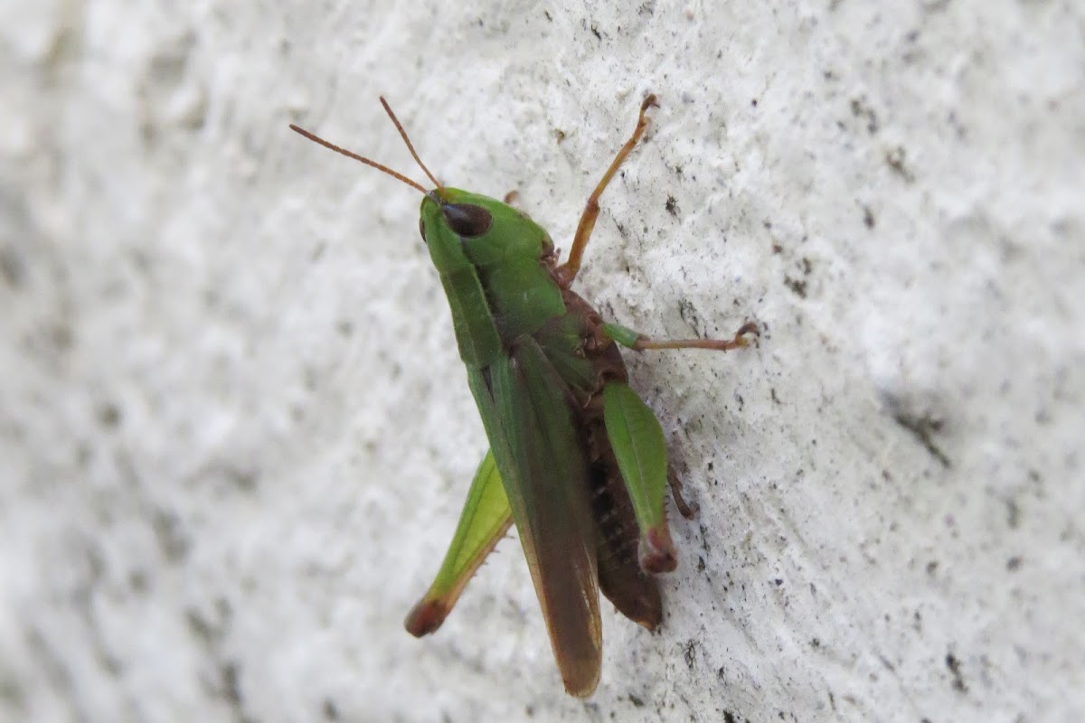 Grasshopper