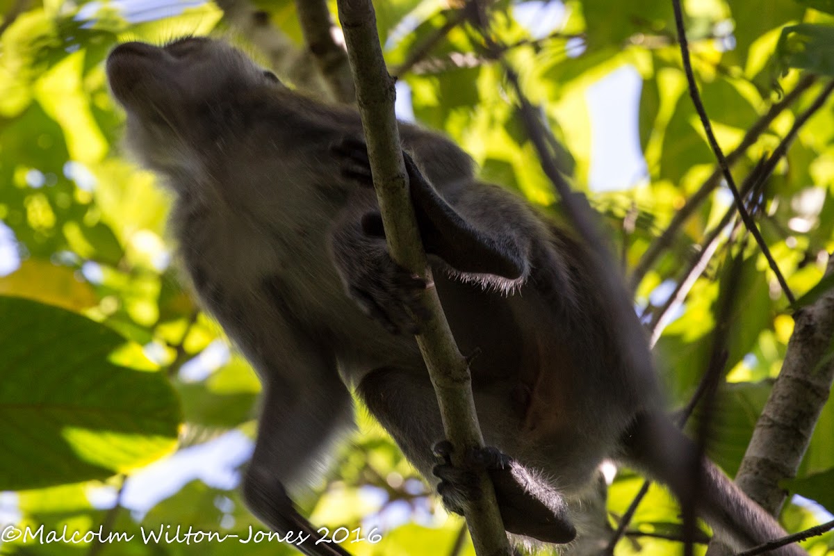 Silvered Leaf Monkey? or Long-tailed Macaque?