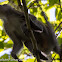 Silvered Leaf Monkey? or Long-tailed Macaque?