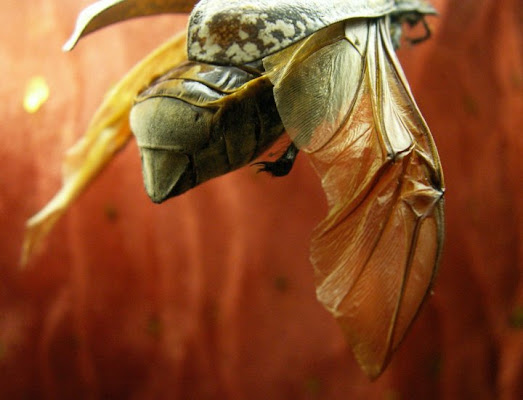 Progetto volo di nakilo