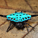 Parallel-Spined Spiny Orbweaver Spider