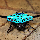Parallel-Spined Spiny Orbweaver Spider