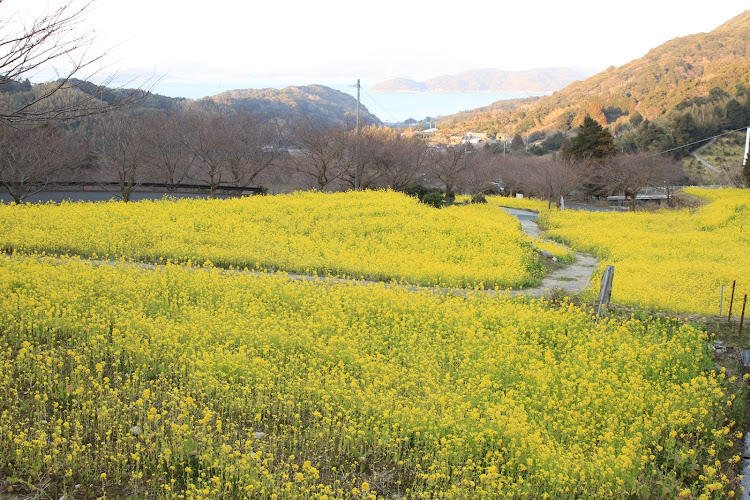 アルトワークスの糸島ファームハウスUOVO・またいちの塩・糸島・菜の花・加茂ゆらりんこ橋に関するカスタム事例の投稿画像26枚目