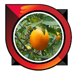 Cover Image of Download sweet orange cultivation 6.0 APK