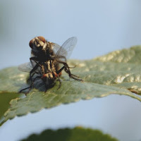 Piccolo grande amore di 