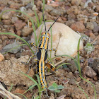 Green Milkweed Locust