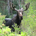 Moose