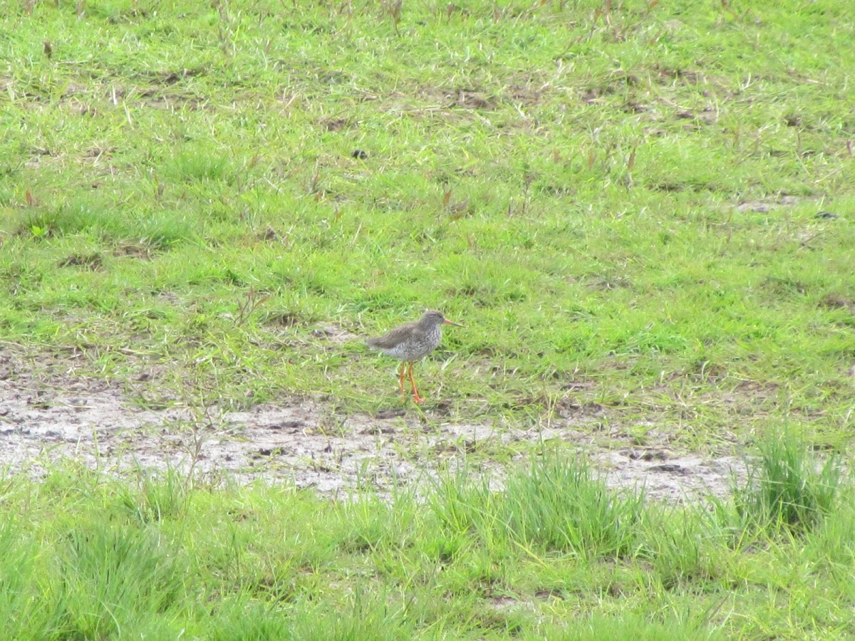 Redshank