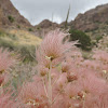 Apache Plume