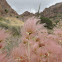 Apache Plume