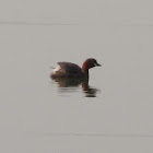 Little Grebe