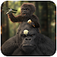 Download Gorilla Wallpaper For PC Windows and Mac 1.02