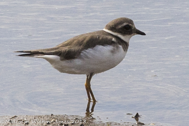 Ringed Plover