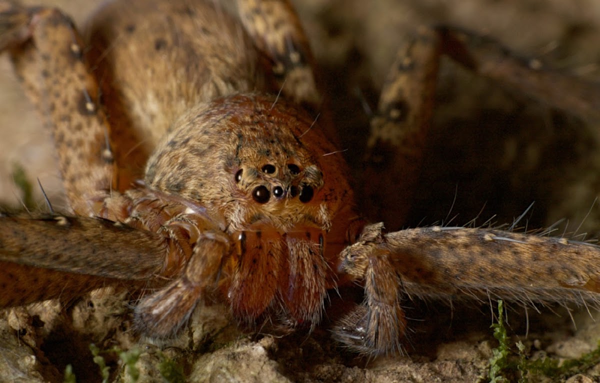 Huntsman Spider