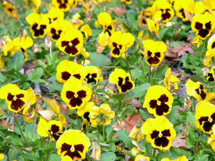 Giallo viola di Stellasilente