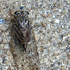 Hieroglyphic cicada