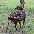 Philippine Spotted Deer