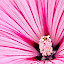 Flowers New Tab Flowers Wallpapers