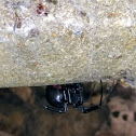 Black Widow Spider