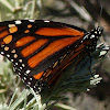 Monarch Female (wild)