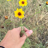 Plains coreopsis