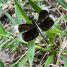 Widow skimmer