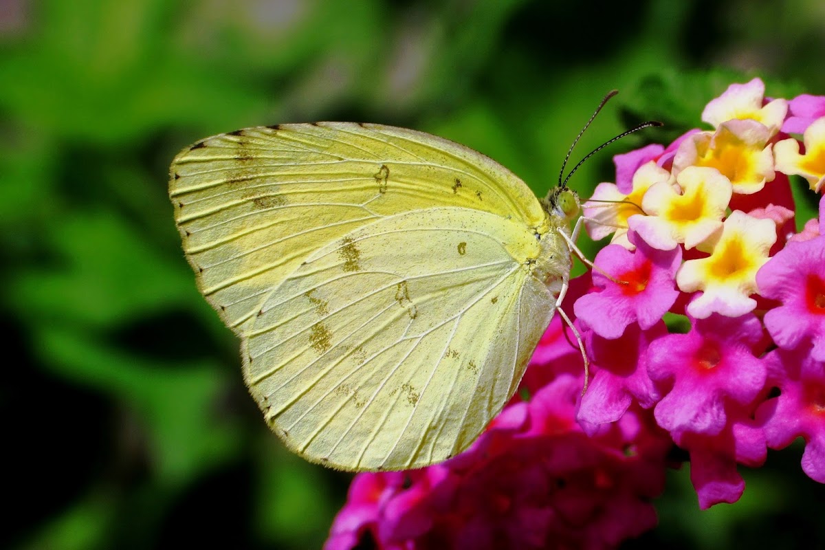 Large Grass Yellow or Common Grass Yellow