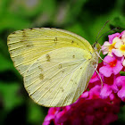 Large Grass Yellow or Common Grass Yellow
