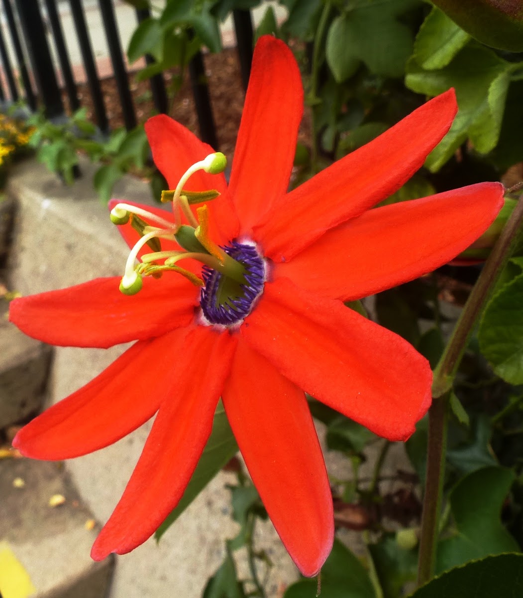 Red passion flower