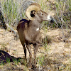 Desert Bighorn Sheep