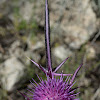 Syrian Thistle