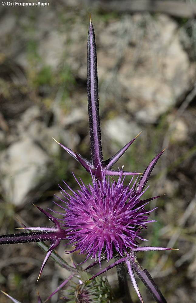 Syrian Thistle