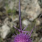 Syrian Thistle