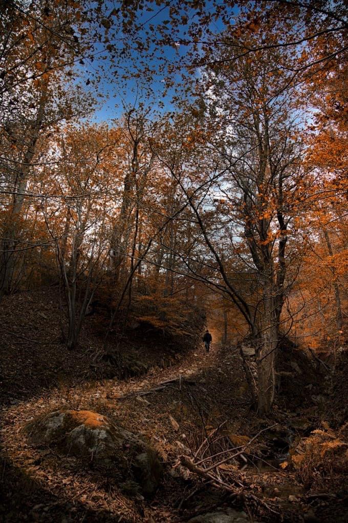 La via nel bosco…. di roberto_basso