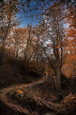 La via nel bosco…. di roberto_basso