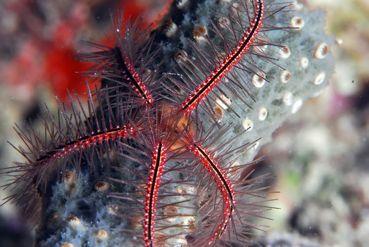 Sea life in a colorful coral bed in Bonaire. 