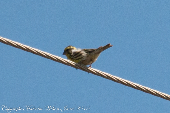 Serin; Verdecillo