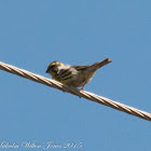 Serin; Verdecillo