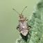 Leaf-footed bug