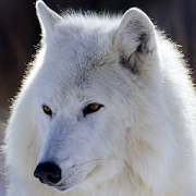 white wolf wallpapers  Icon