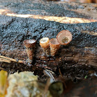 Fluted Bird's Nest Fungus