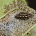 Silvery checkerspot butterfly (larvae)